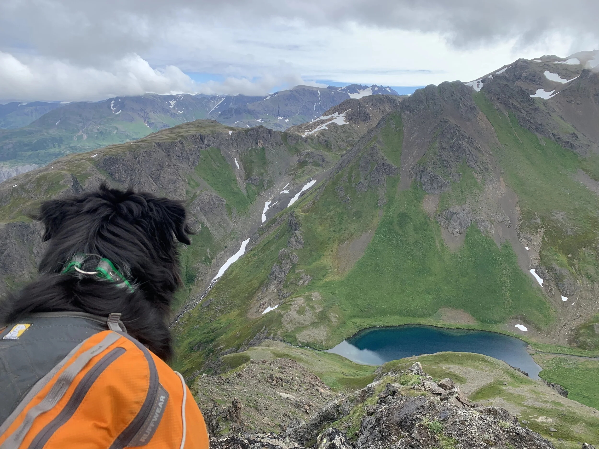 EMERGENCY SERVICES — Homer Veterinary Clinic