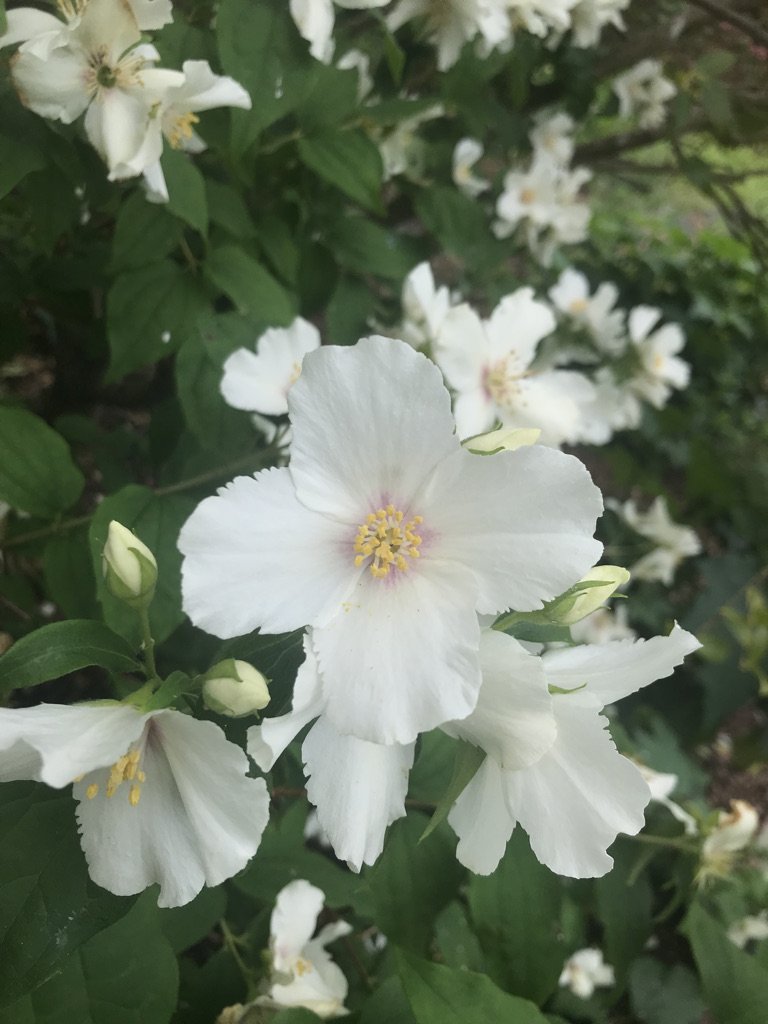 CF7668AB-2D69-4B9C-9EE0-AA0D9258D5DC_1_105_c.jpeg