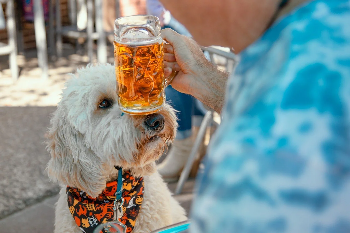 Nothing gets you in the fall spirit like a glass of our Oktoberfest Lager! 🍂

Our traditional German Marzen won&rsquo;t be on tap for much longer. Bright amber in color and richly malty from Munich and Vienna malts, it&rsquo;s perfect for soft pretz