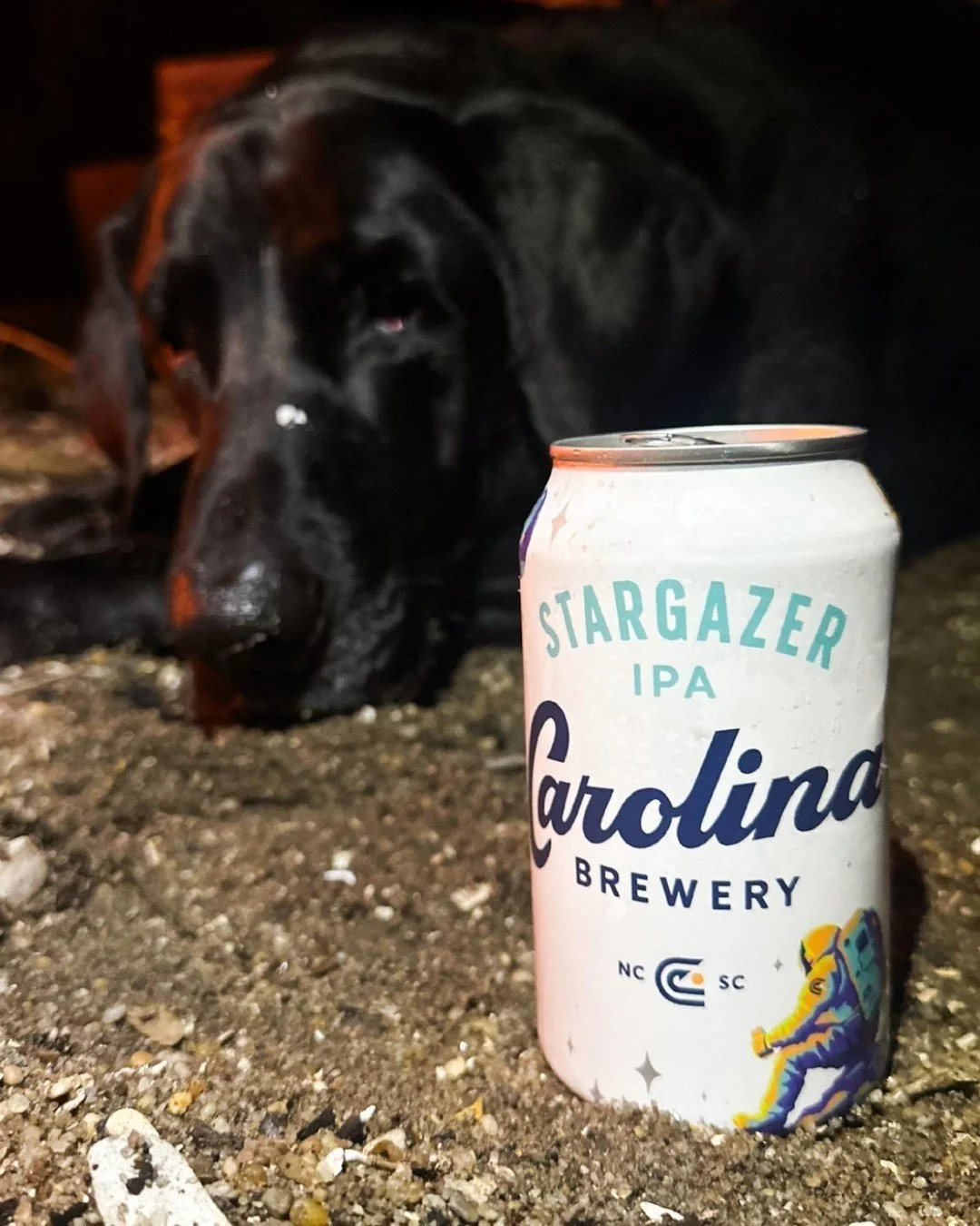 Perfect for full moons, shoot stars, campouts, live music and
pup approved. 🐾 Who's In?

Find our seasonal brew, Stargazer IPA, near you using the Find Our Beer page. Link in Bio 🔗
.
.
.
#beer #craftbeer #ncbeer #brewery #drinklocal #northcarolina 