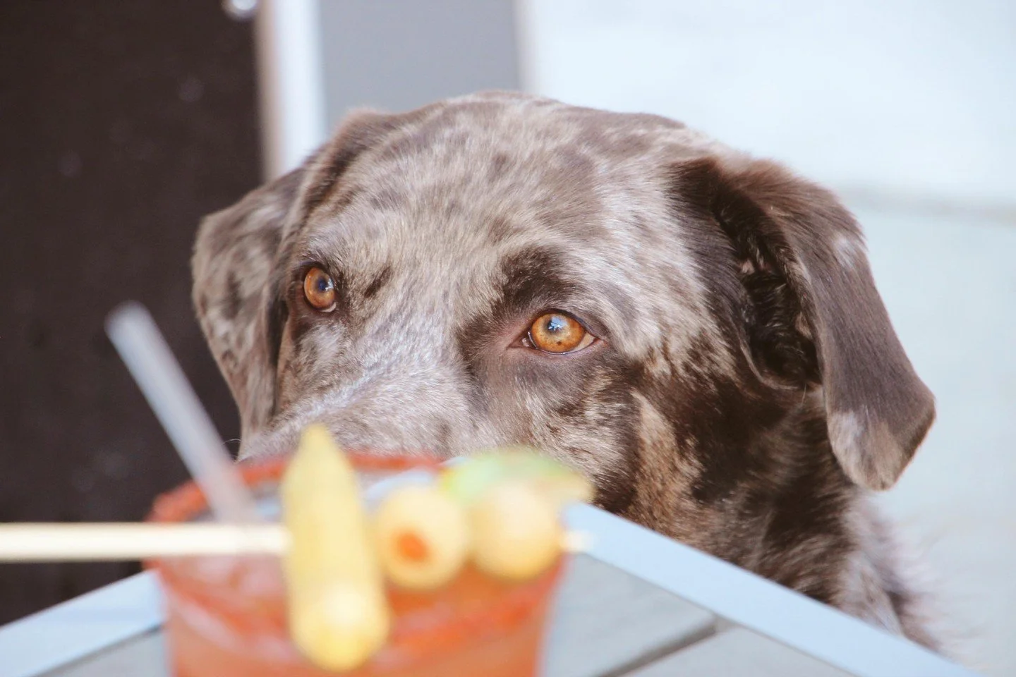 Murphy says "It's time for Brunch." 🍳

Enjoy the brunch on the patio today! Pro Tip: Both of our patios are dog friendly. Who's In?

📸: @jessicagoodmanphotography
.
.
.
#carolinabrewery #whosin #ncbeer#brunch #brunchin #weekendvibes#frank
