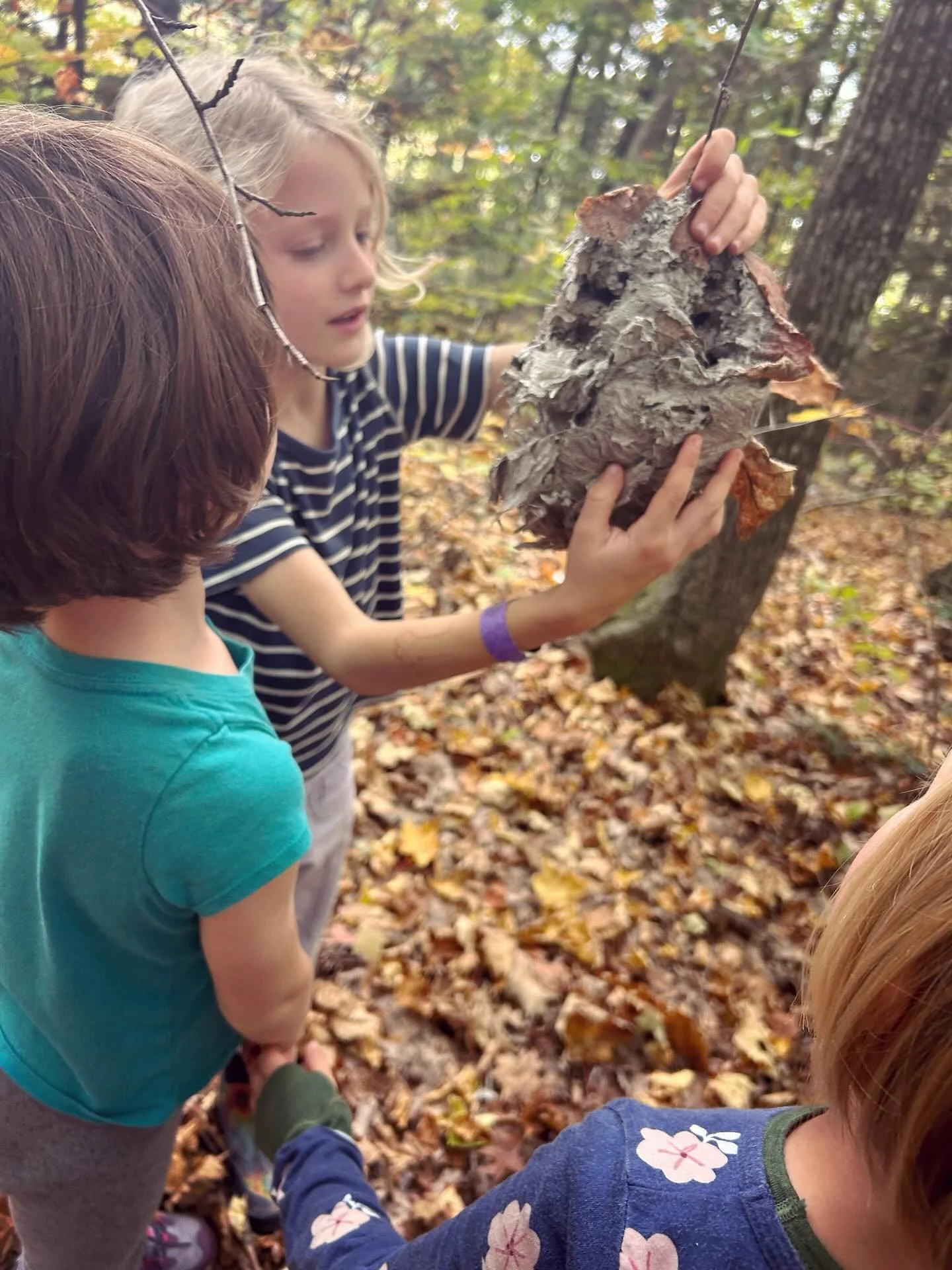 When the Woods Primes (K/1) discovered a real wasp nest at their base camp, it sparked weeks of wonder, questions, and hands-on exploration. They studied wasp behavior and created their own papier-m&acirc;ch&eacute; hive -- filling it with their own 