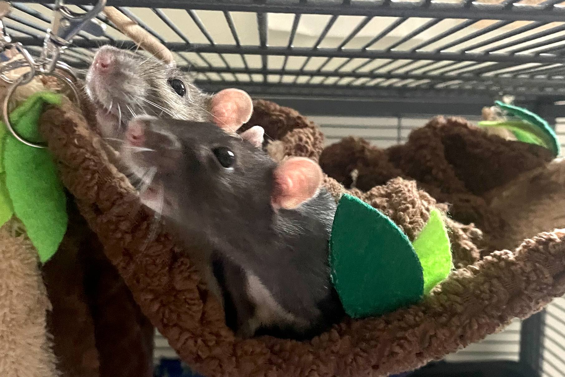 Tiny, furry, and boisterous. Saying goodbye with the Mups. 