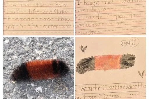 Learning From the Land: See, Think, Wonder With The Pups (1st/2nd)