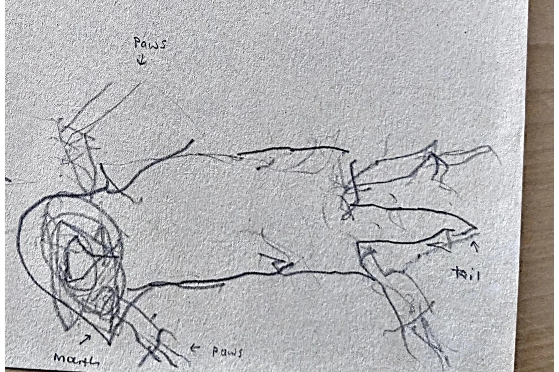 Observational Drawing with the Adventure Primes