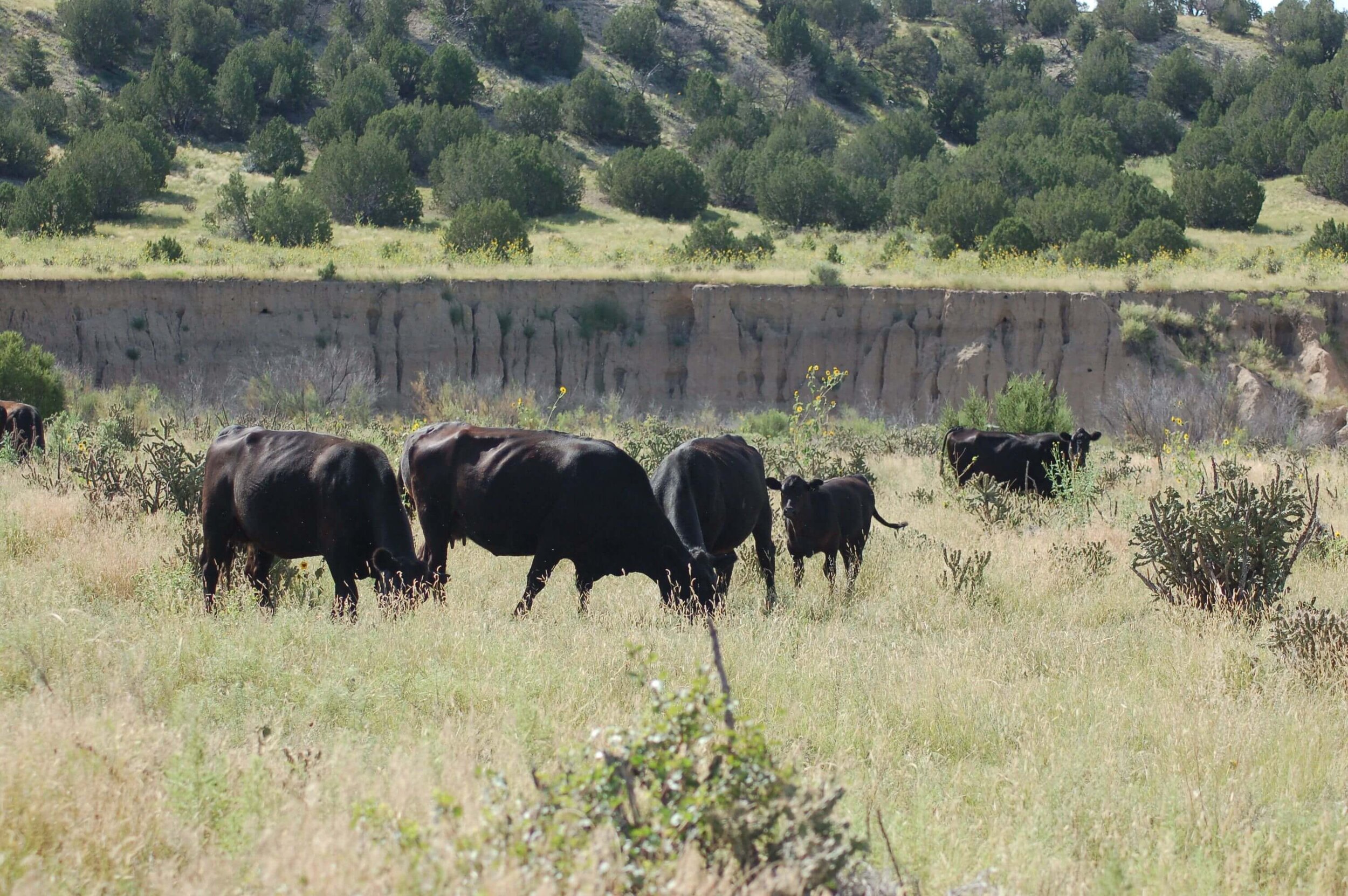 Tatsch_Ranch_1.jpeg