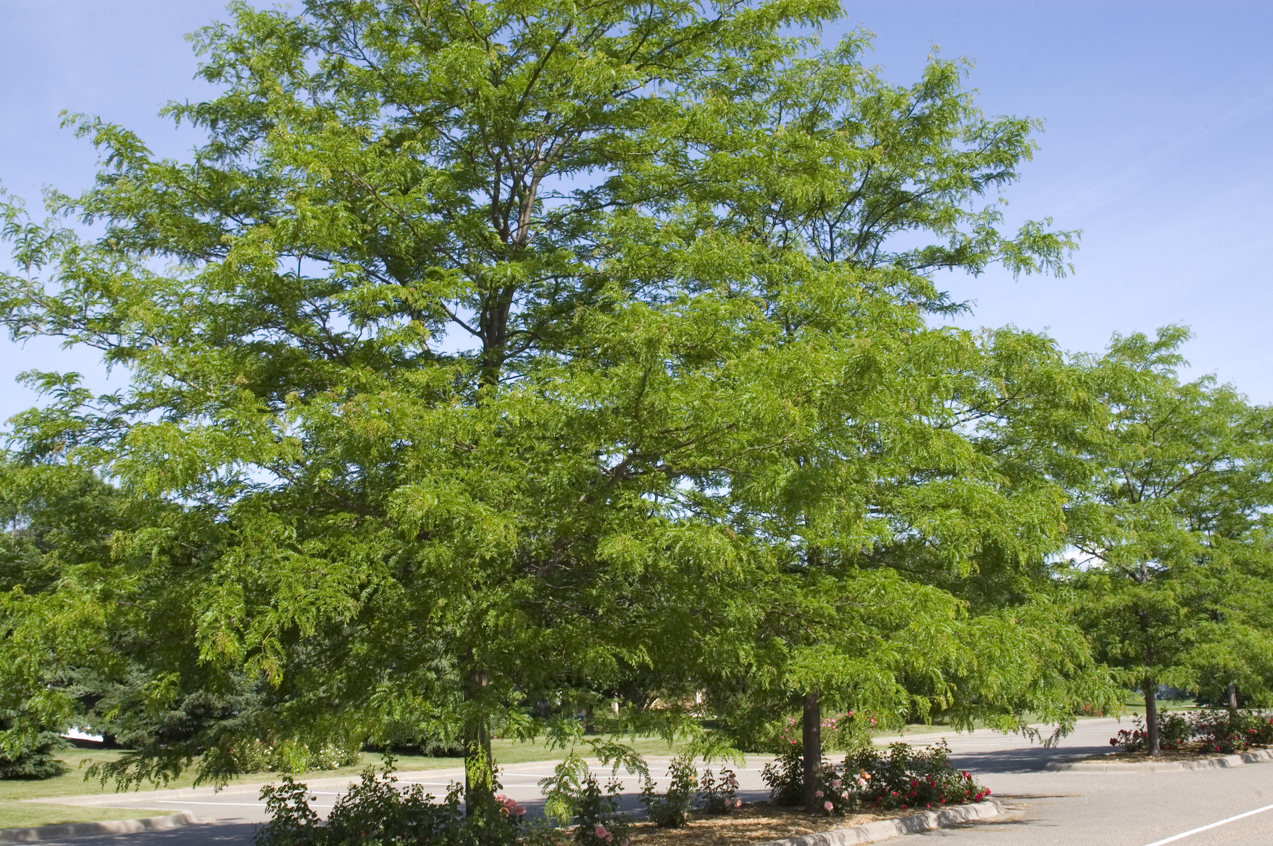 Деревья средней полосы фото. Gleditsia sinensis. Самые быстрорастущие деревья средней полосы. Медовое дерево.