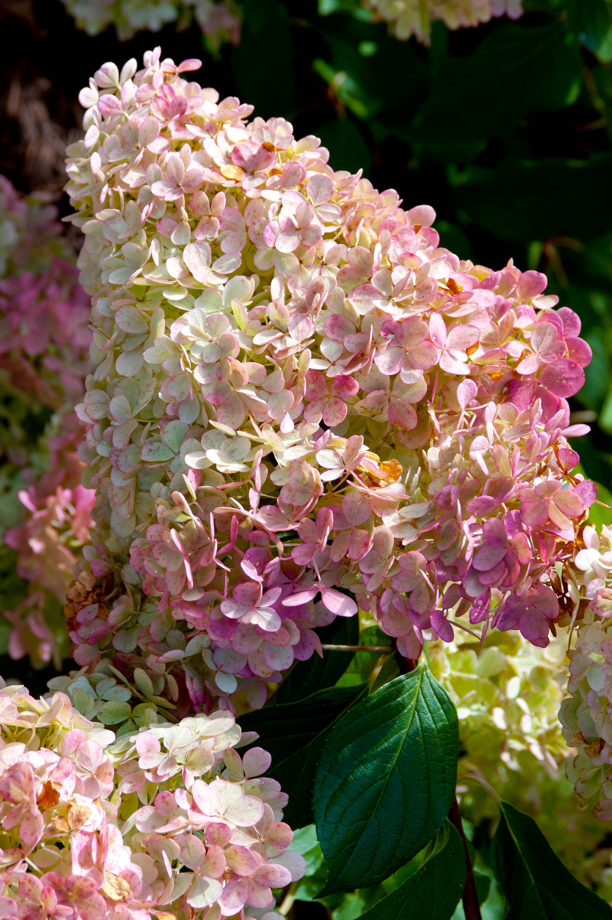 Hydrangea Vanilla Strawberry Tree 2.jpeg