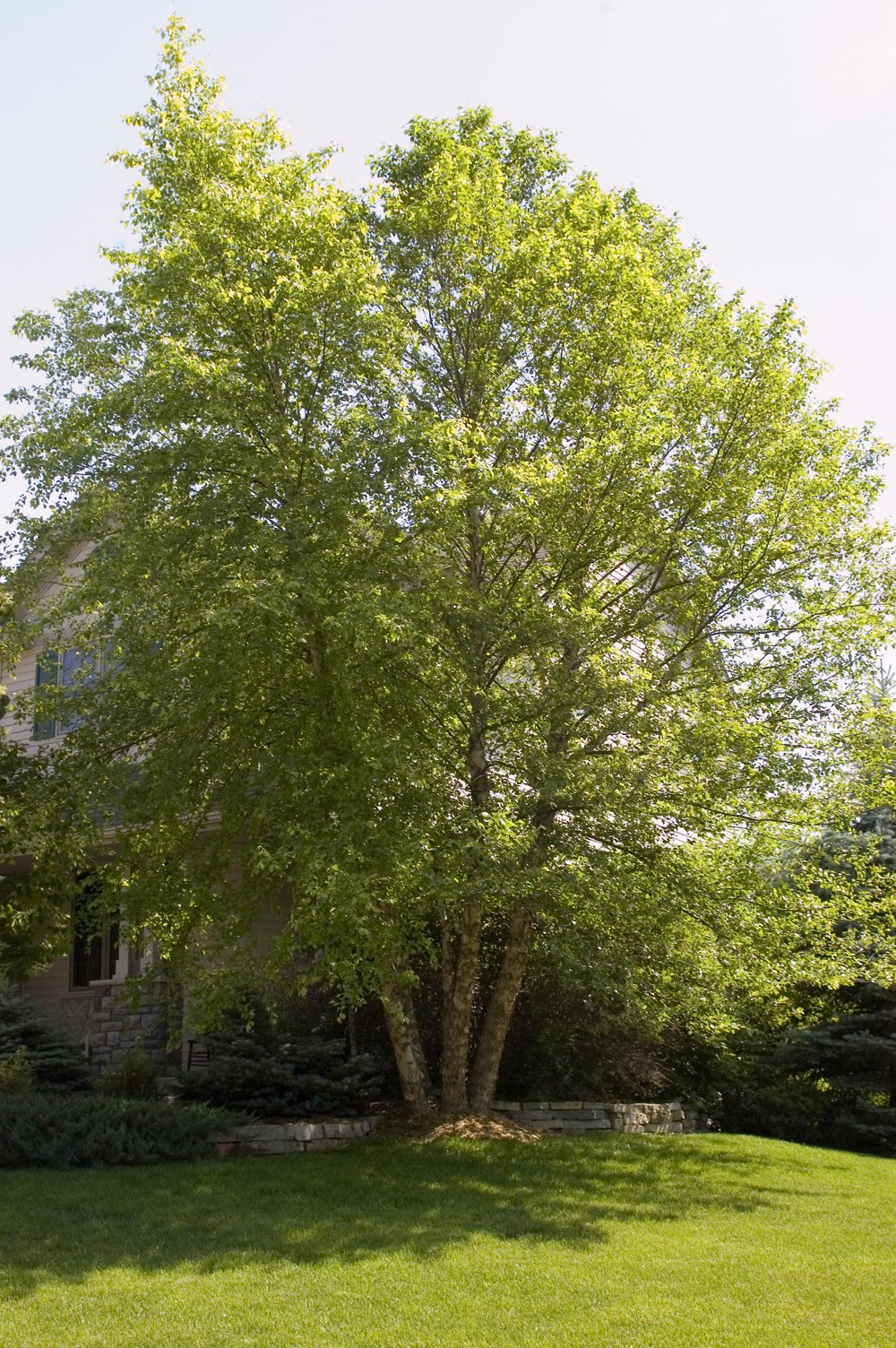 Heritage River Birch Tree for Sale – Shipped Direct to You - PlantingTree