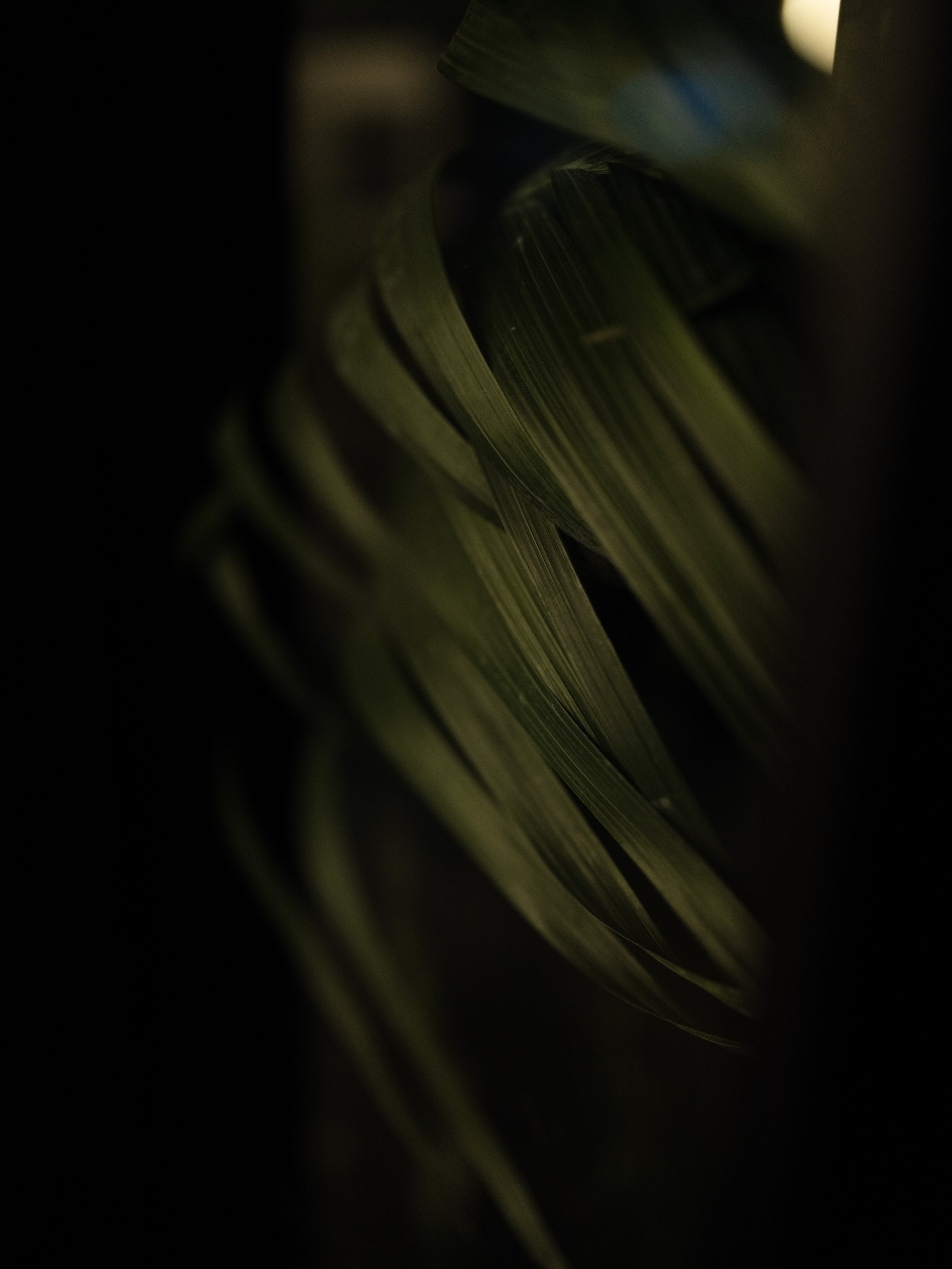 Close-up of green palm leaves with soft focus and dim lighting.