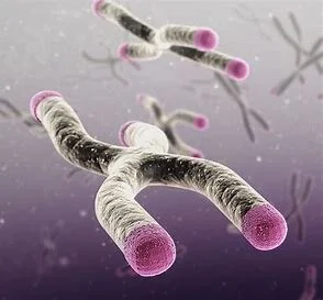 Telomeres