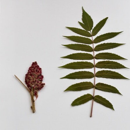 Staghorn Sumac | Zalônák:tégw