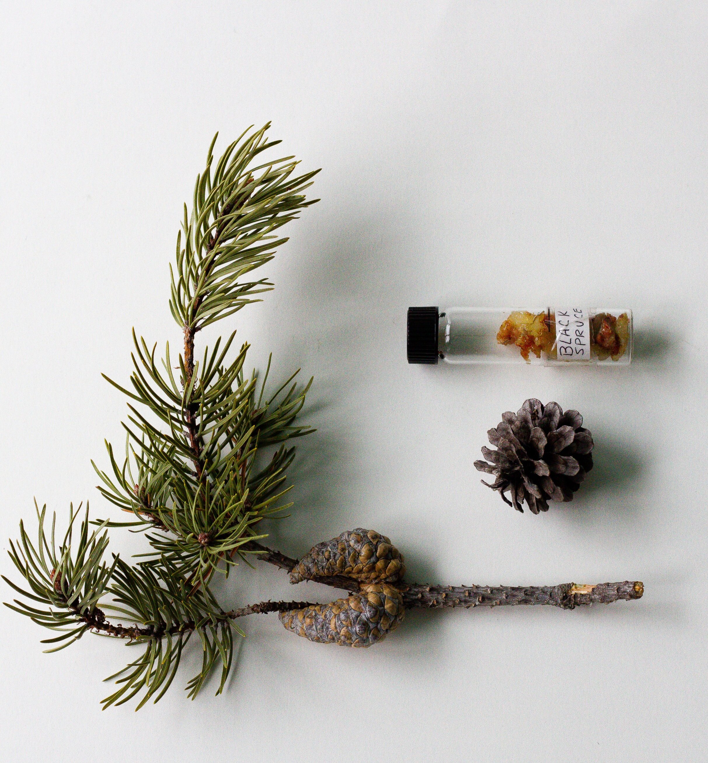 Black Spruce | Sesegâtik