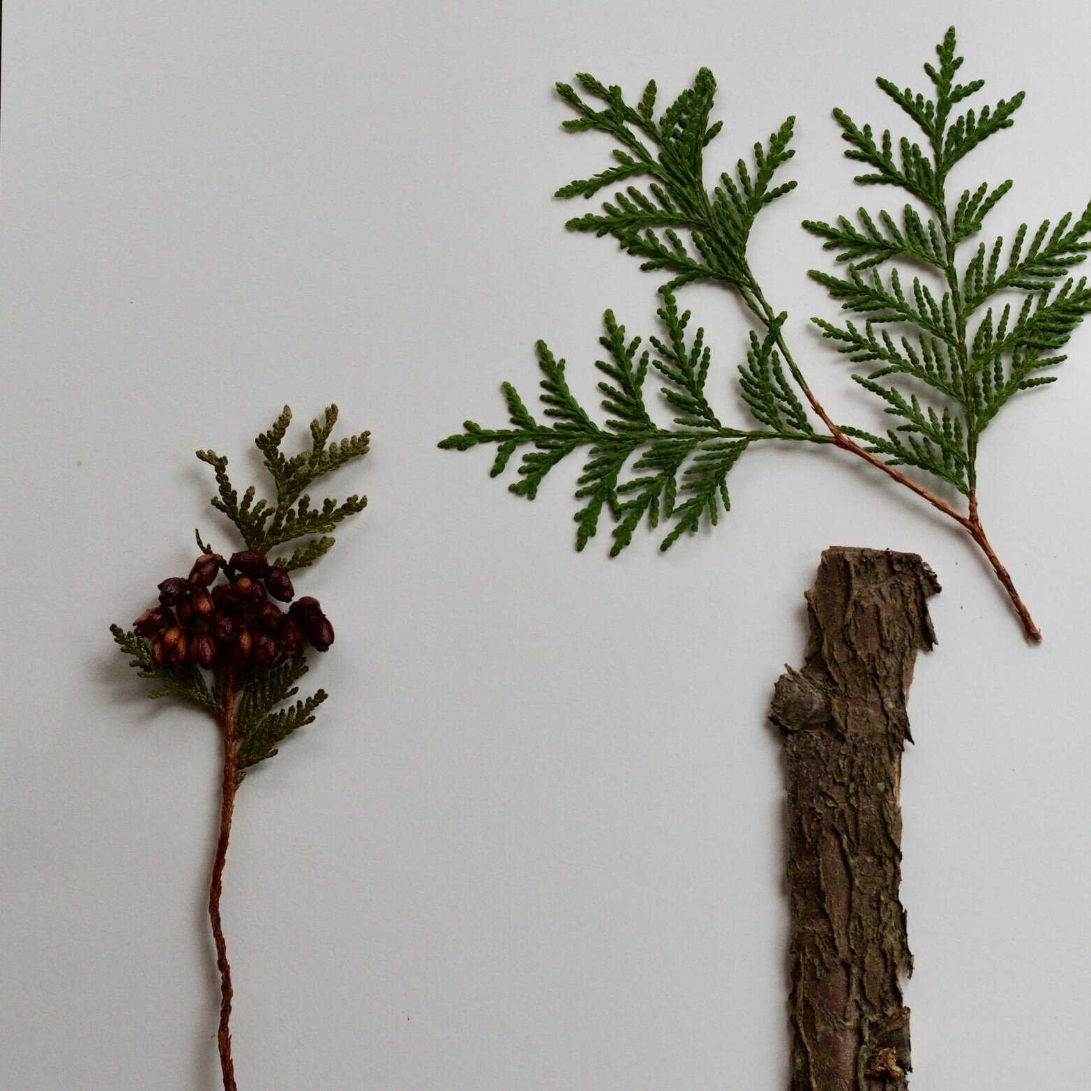 Cedar | Kîckâtik,kîjik