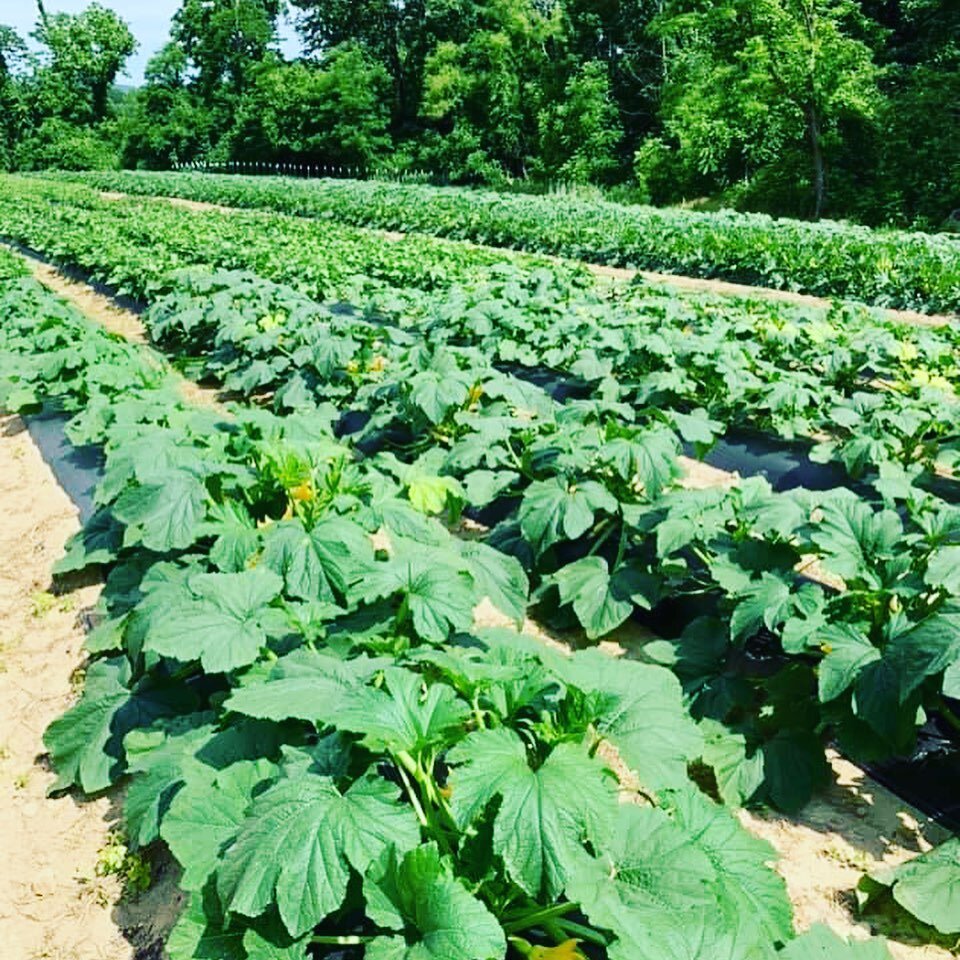 Our Squash and Zucchini are starting to come in. 🌱 
*Stay tuned for our Market hours and locations. 

#laymanfamilyfarms #laymanfamilyfarm #laymanfarms #roanoke #roanokeva #lynchburgva #salemva