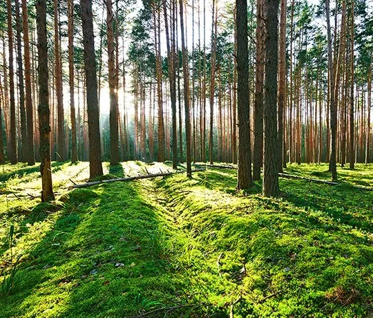 Natural tone in Lappset wooden playground equipment - Read More →