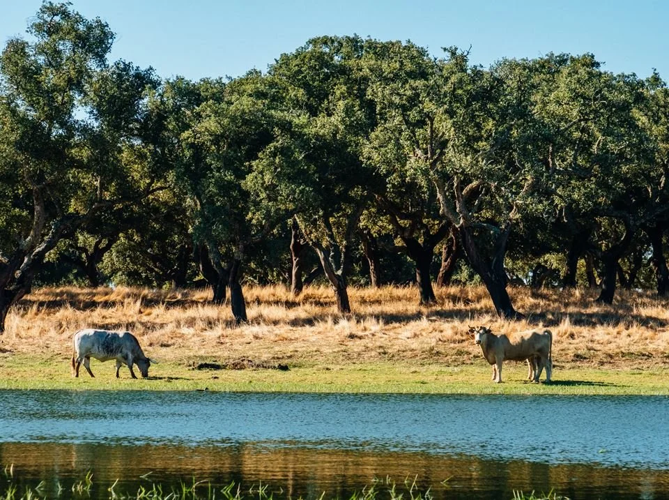 Nature as our starting point - Read More →