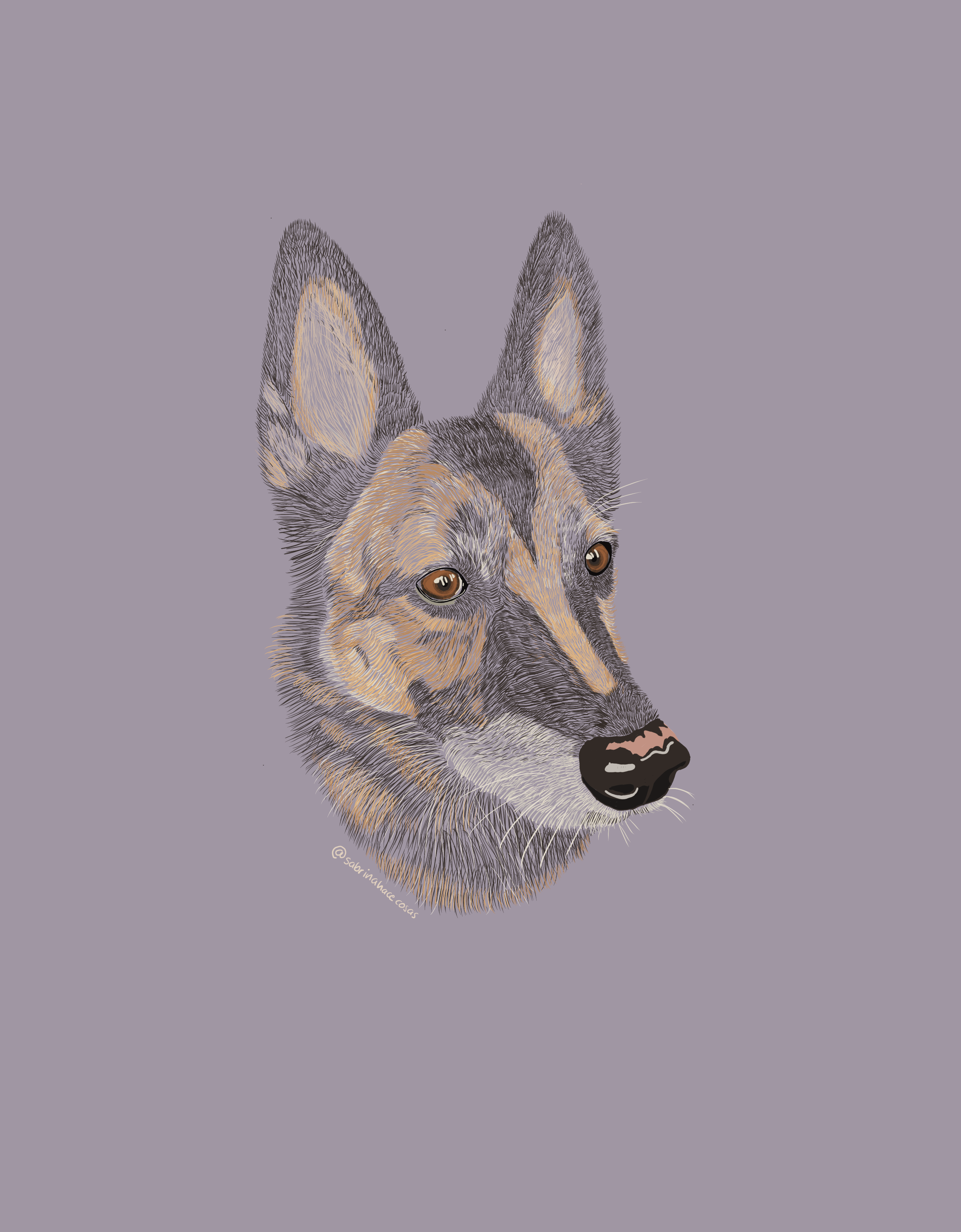 Illustration of Tomasa, Belgium Shepard