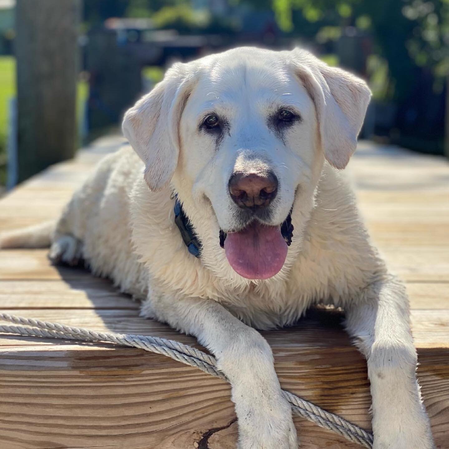 The most handsomest boy 🐶 
&ldquo;Dogs have a way of finding the people who need them, and filling an emptiness we didn&rsquo;t even know we had&rdquo; 
I&rsquo;ll miss you. 💕