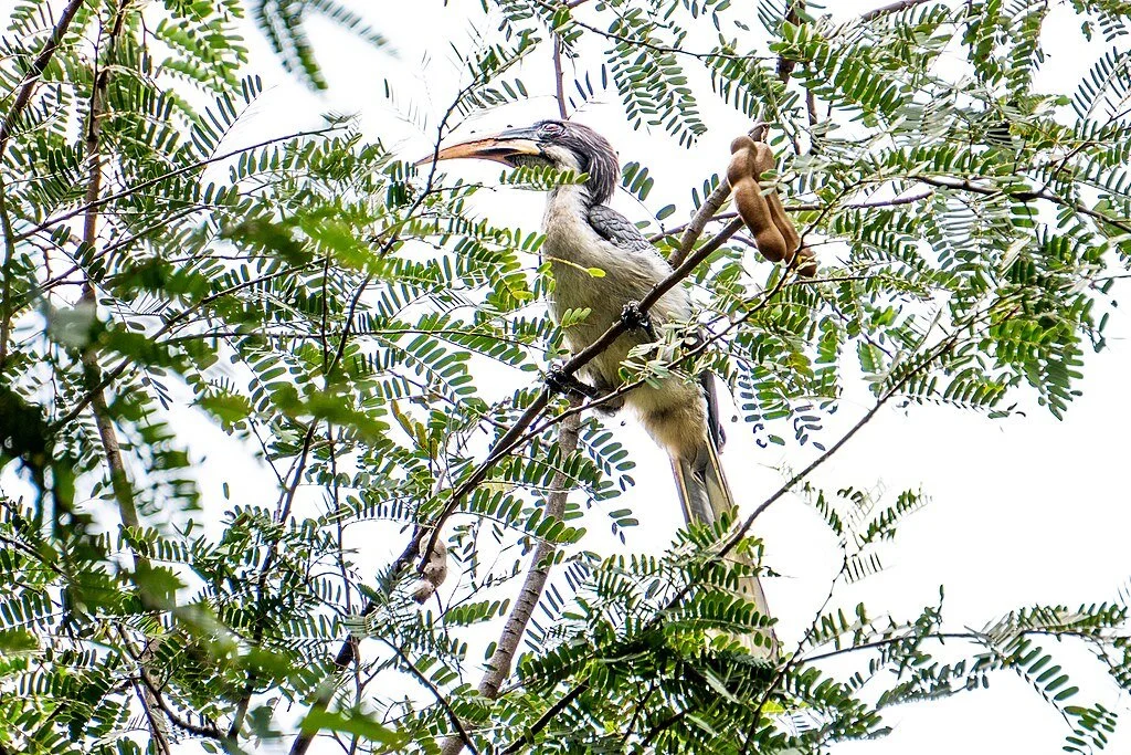 A grey hornbill on a tamarind tree in Sri Lanka. Credit: Lahiru Prabudda Fernando, CC BY-SA 4.0, via Wikimedia Commons.