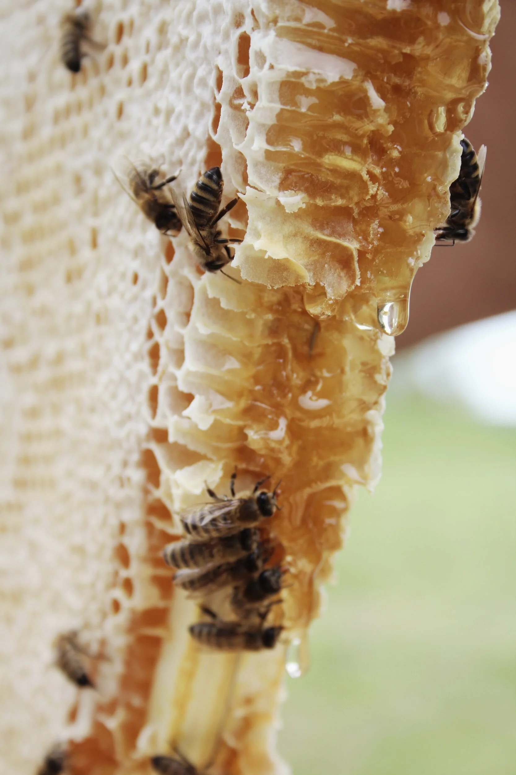 honeybees on honeycomb