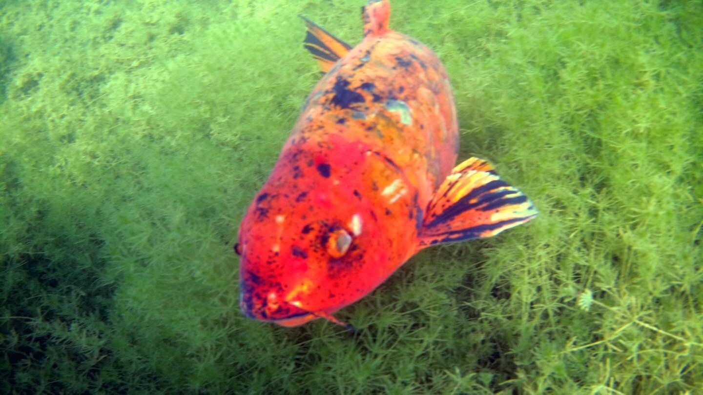 #Koi #🐠🐟 #marthaquarry #scuba #diving #😎