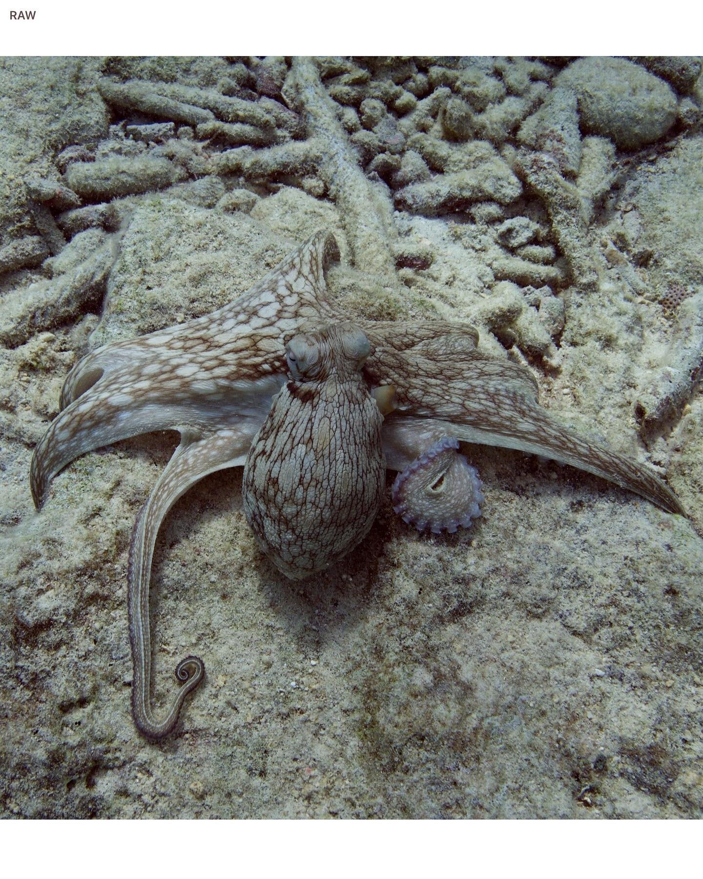 #bonaire #underwaterlife #🥰 #scuba #🙇🏼&zwj;♂️ #divinglife #scubapro