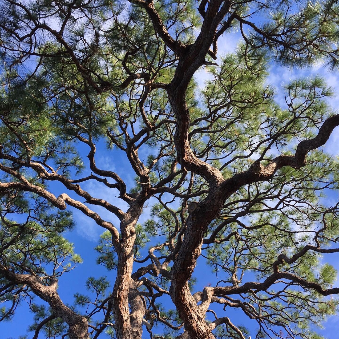 Mighty, old slash pine contrasted under clear blue skies. Out for a walk with the pups Thanksgiving morning in Sarasota.
#sarasota#slashpinessouthernflorida