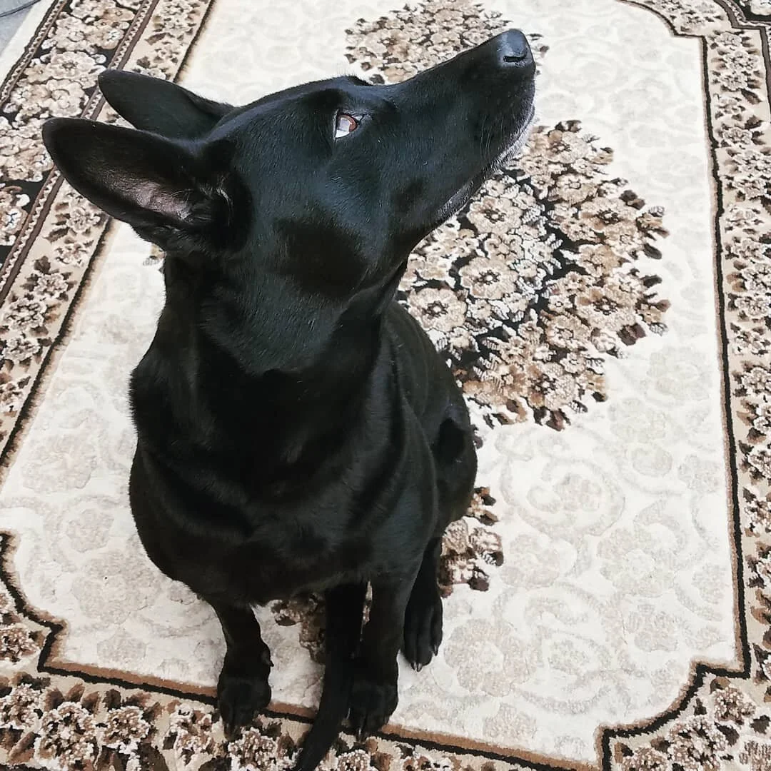 This dog is an icon.