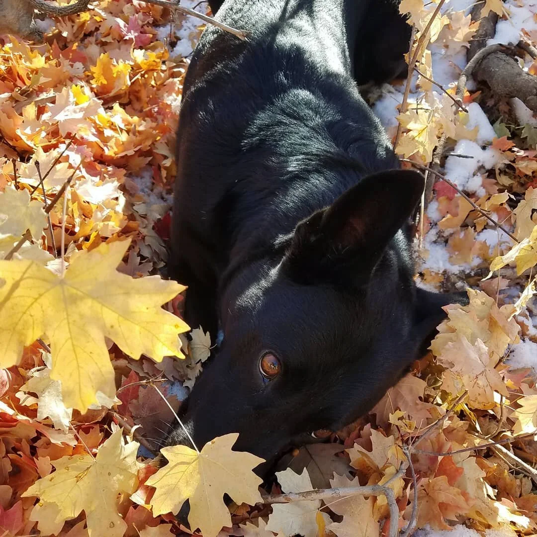 FALL APPRECIATION POST 🍂🍂🍂