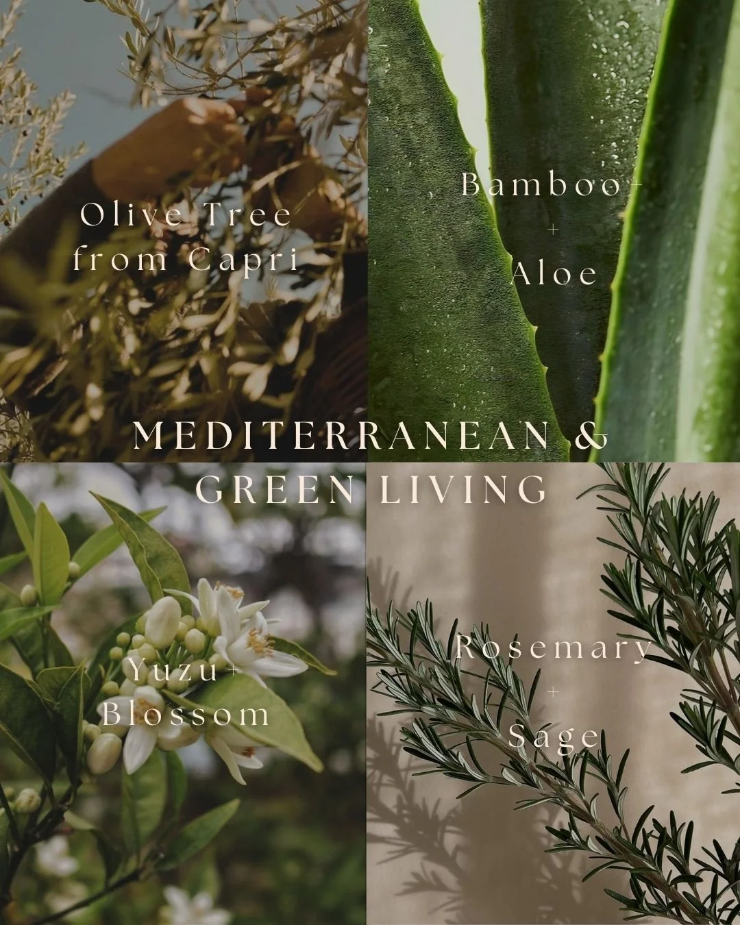 Herbaceous and Nature-driven notes