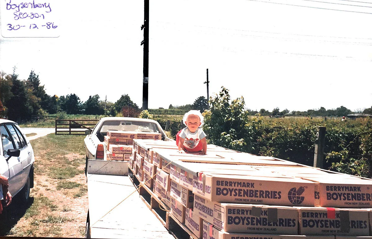 Boysenberries ready for export to Scandinavia in 1986