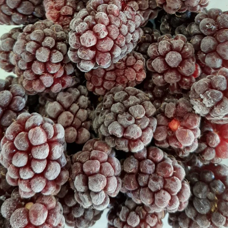 Frozen Boysenberries  (Seconds)
