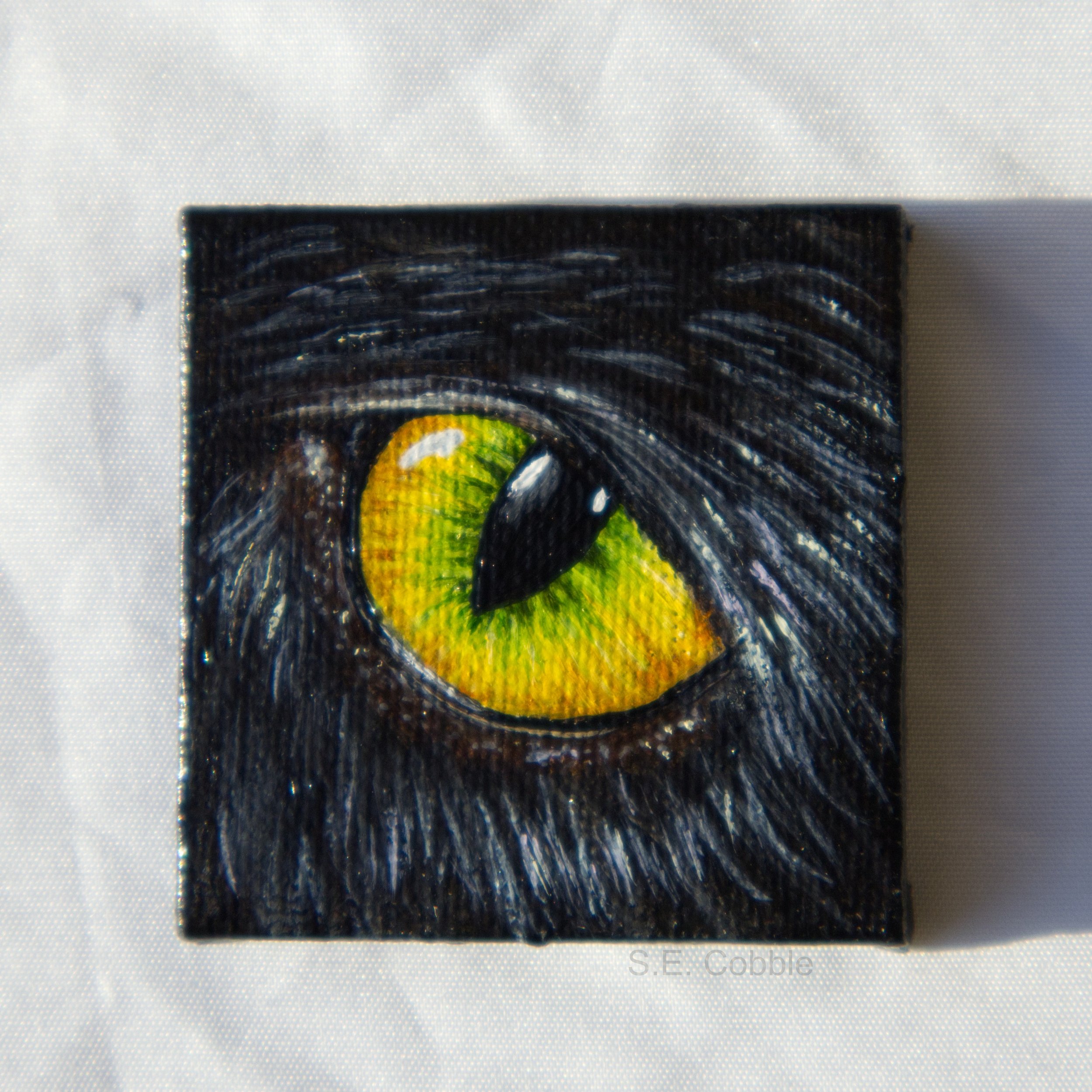 cat eye sor web 1.jpg