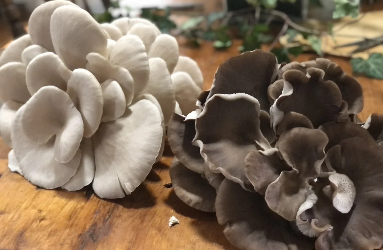 Nomad Mushrooms.jpeg