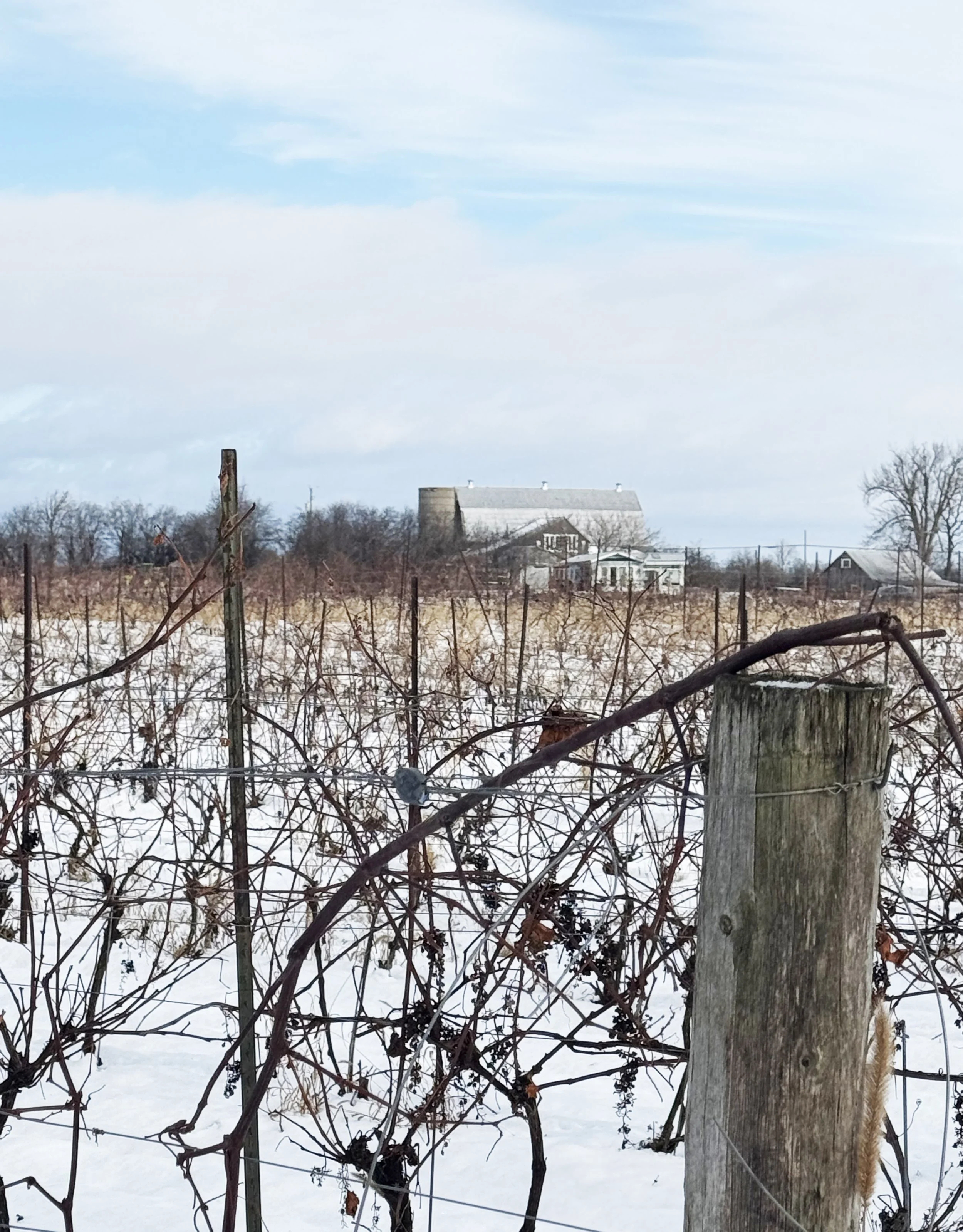 Winter Barn through the vineyard.jpg
