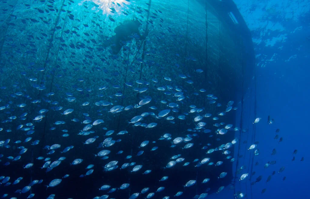 The Significance Of Oxygen In Fish Farming The Significance Of Oxygen In Fish Farming