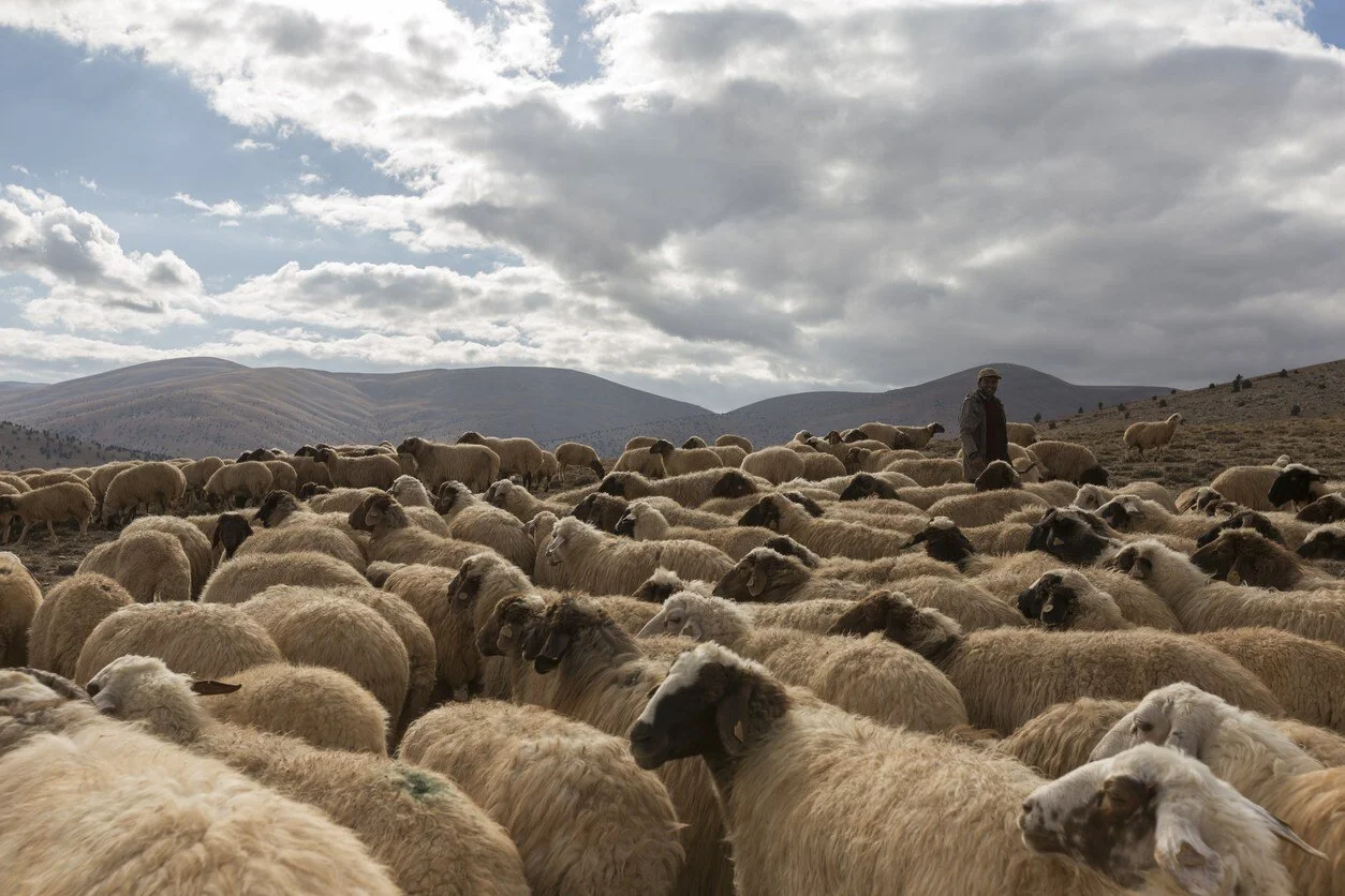 Court Decision Against Peruvian Shepherds Sets Dangerous Precedent for U.S. Workers