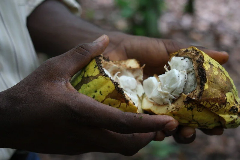 Supreme Court Weighs Corporate Liability for Child Laborers on Cocoa Farms