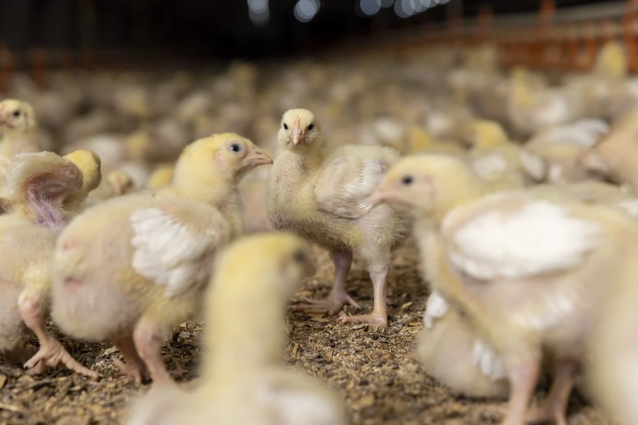 USDA Delays Rule to Regulate Deceptive Payment Terms for Poultry Growers  