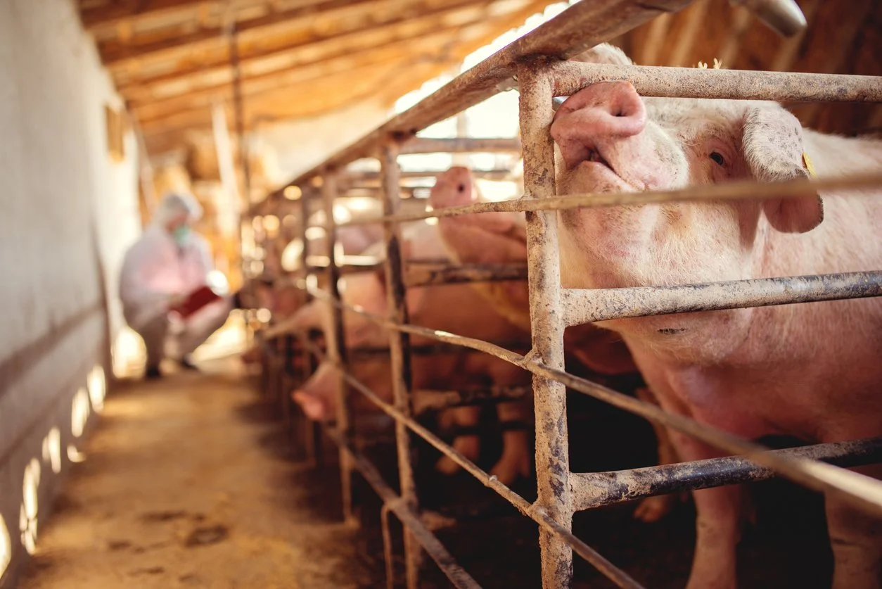 Independent Farmers Worry About a Farm Bill Effort to Preempt State-Level Livestock Standards
