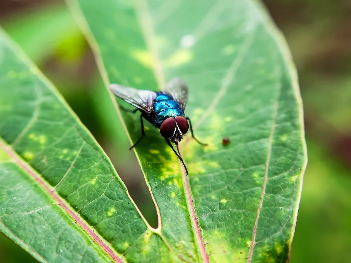 What to Watch As Screwworm Enters U.S.