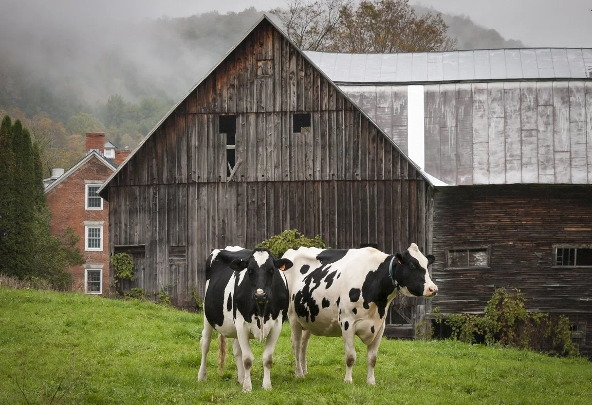 DFA Idles Key Vermont Dairy Plant, Vermont Senate Delegation Introduces Legislation to Support Small Dairy FarmsDUPLICATE (Copy)