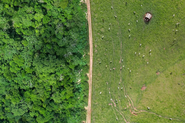 What Brazil’s Elections Mean for Agribusiness and the Amazon