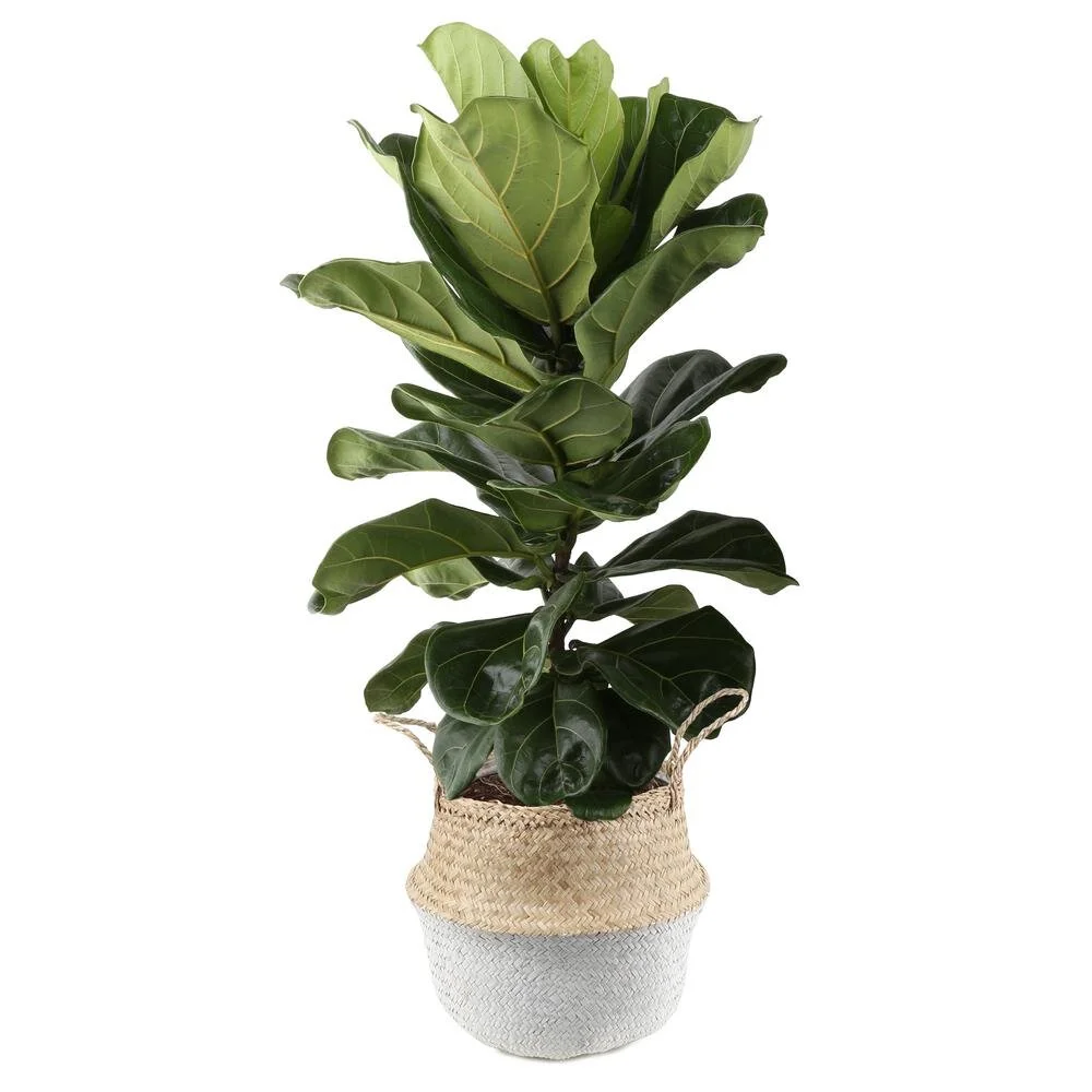 costa-farms-house-plants-co-fli10-3-sgwht-64_1000.jpg