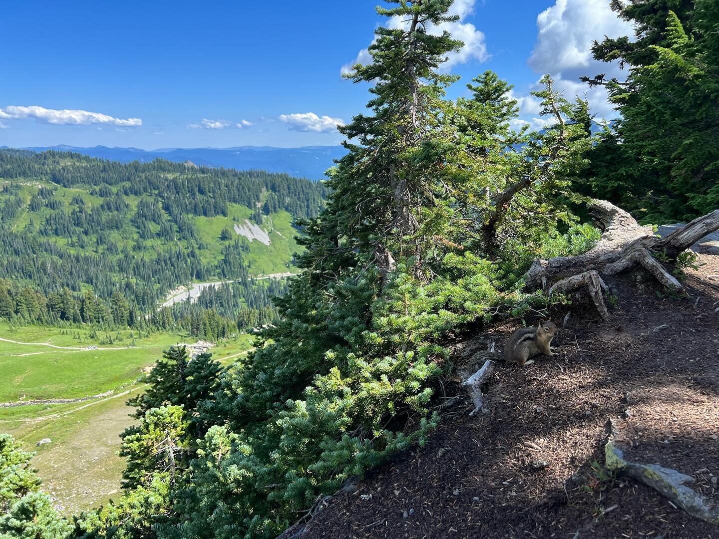 Scenes from the Alta Vista Trail, including an incredibly bold chipmunk, Golden Gate Falls, from afar, and a deer managing a very steep incline a lot better than we were!