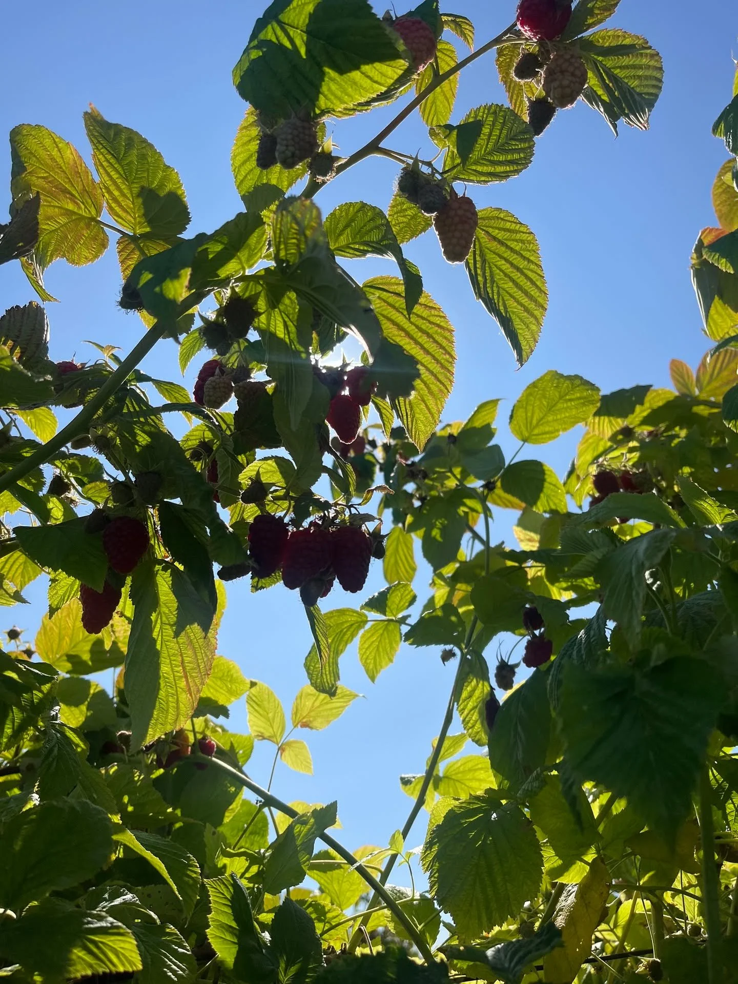 &quot;So much is changing so fast&mdash;except, perhaps, caribou migrations and the berry ripening.&quot; - Gary Snyder