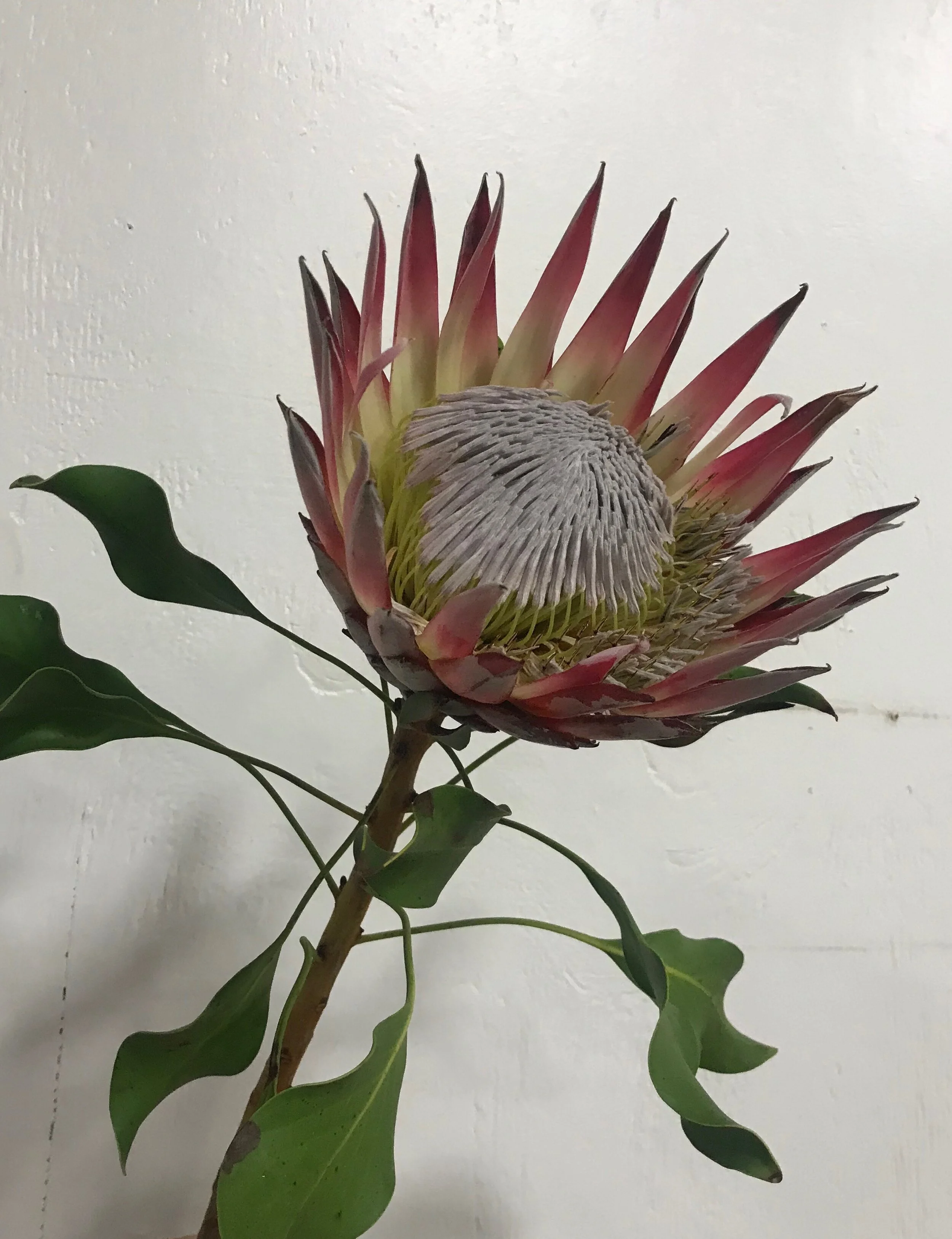 Shamrock Wholesale Florist