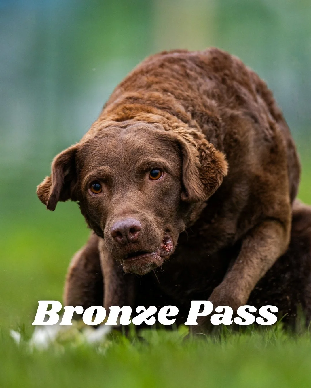 Bronze Pass