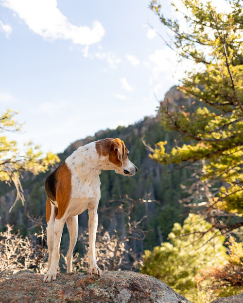 Even Starsky admires the views while hiking up Mount Muscoco!